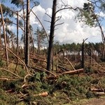 Pomoc w usuwaniu skutków wichury na Pomorzu