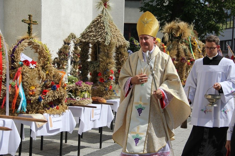 Pola, ugory i samosiejki