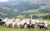 Karpacka watra na Złotym Groniu w Istebnej