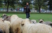Wypas owiec na Błoniach