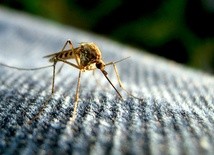 Włochy: Czterolatka, która nie była za granicą, zmarła na malarię