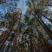 Tysiące ludzi poszukują zaginionego 10-latka