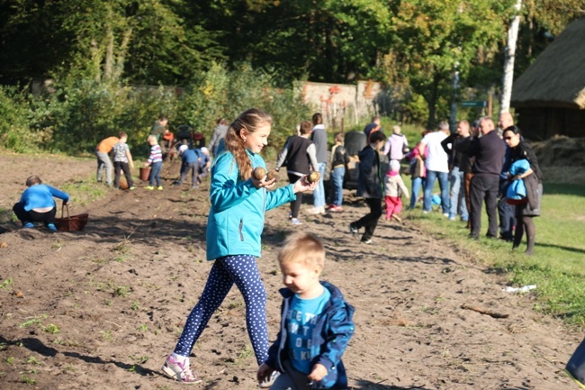 Festiwal Ziemniaka w skansenie