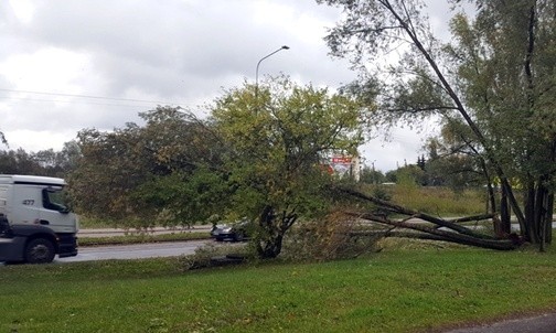 Połamane drzewa na ul. Wierzbickiej w Radomiu