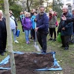 Platan upamiętniający Kościuszkę