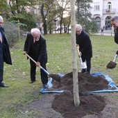 Platan upamiętniający Kościuszkę