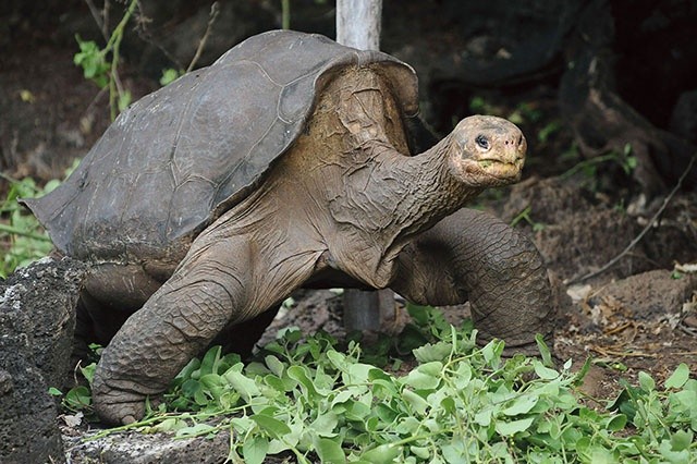 Lonesome George,  czyli Samotny Jurek, sfotografowany w 2012 roku