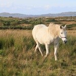 Connemara: tajemnice, cuda, radości