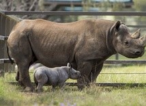 Mały nosorożec czarny