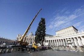 Na placu Świętego Piotra ustawiono choinkę z Polski