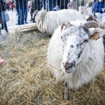 Poszli w Piasecznie za mędrcami. Do Dzieciątka