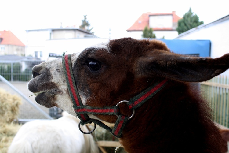 Orszak Trzech Króli w Strzelinie