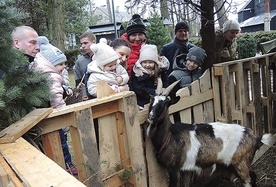 Koza Mikołaj stała się ulubienicą odwiedzających mikuszowicką szopkę.