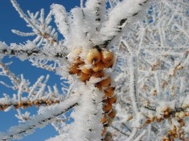 W Jakucji temperatura spadła do minus 67 stopni