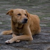 Sejm zaostrzył kary za znęcanie nad zwierzętami