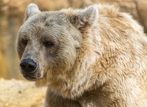 Niedźwiedź zaatakował 27-letniego mężczyznę