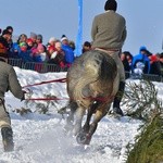 Parada Gazdowska i wyścigi kumoterek