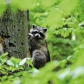 ◄	Te nteligentne zwierzaki żyją w Trójmieście i okolicach.