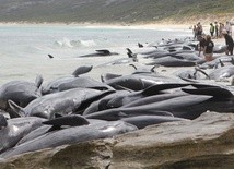 Co najmniej 130 wielorybów zginęło po wyrzuceniu na brzeg w Australii