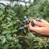 ▲	Miłosierdzie Boże jest realne, ma kształt, zapach i smak.