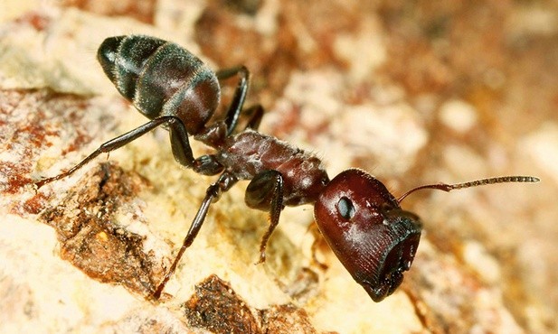 Wybuchowe mrówki