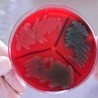 Superbakteria atakuje Polskę