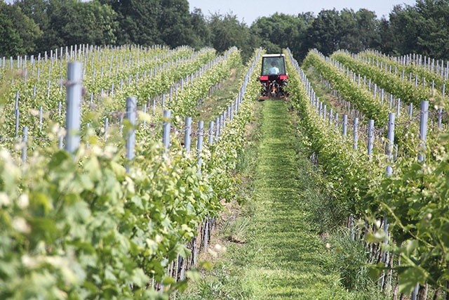 Winnica ma powierzchnię około hektara. Jest ulokowana na południowym zboczu z delikatnym odchyleniem zachodnim. Z punktu widzenia sztuki uprawy winorośli to układ idealny.