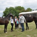 Wystawa koni w Porębie