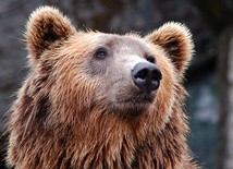 Nowy Sącz: Niedźwiedź na ulicach miasta; prezydent apeluje o pozostanie w domach