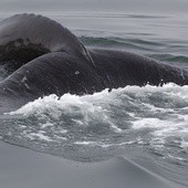 Martwy wieloryb na plaży koło Kątów Rybackich