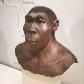 Rekonstrukcja twarzy Homo erectusa.