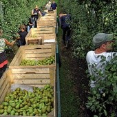 Pracowników ze Wschodu chętnie zatrudniają sadownicy.