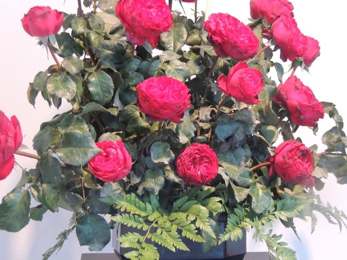 Święto Róży w Kutnie