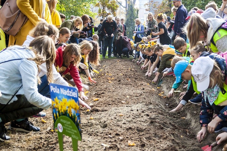 Sadzenie żonkili w Gliwicach