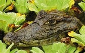 Kajman krokodylowy ukryty w leśnym jeziorku. Choć kajmany należą  do rzędu krokodyli, tworzą osobny rodzaj „Caiman”.