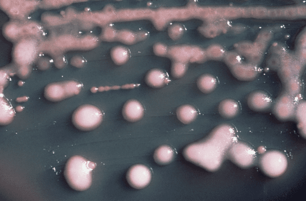 New Delhi - bakterie oporne na antybiotyki