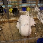 Wystawa gołębi rasowych 