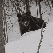 Bieszczadzki leśniczy przemawia do niedźwiedzia