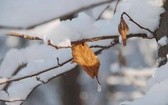 Zima u jezuitów w Gliwicach