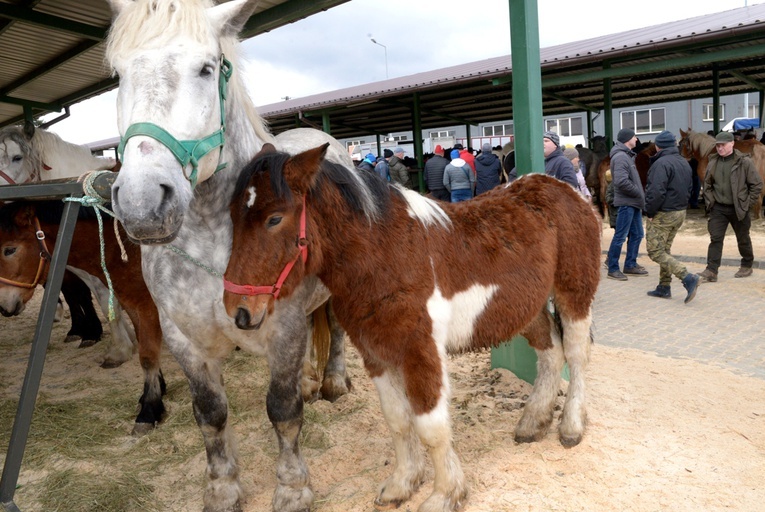 Na handel wystawiono ponad 300 koni. To więcej niż w roku ubiegłym