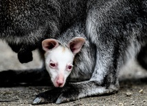 Biały kangur i czerwone oczy