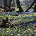 Niebieskie łąki na starym cmentarzu w Koźlu