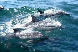Francja: Ocean od stycznia wyrzucił na brzeg 1100 martwych delfinów