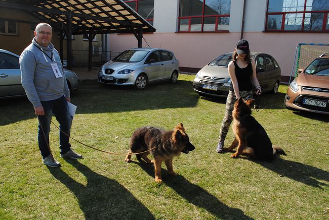 Wystawa psów rasowych w Rudniku nad Sanem