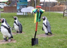 Pingwiny na Boże Narodzenie wrócą do zoo w Chorzowie