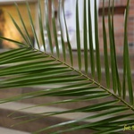 Niedziela Palmowa w Sulęcinie