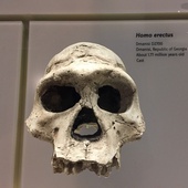 Polscy archeolodzy odkryli nieznaną drogę migracji homo erectus z Afryki