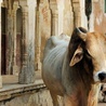 Indie: Obrońcy „świętych krów” zabili katolika
