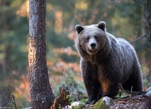 Po 140 latach niedźwiedzie wracają do Puszczy Białowieskiej?