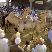 W każdy piątek na targ do Birqashu pod Kairem sprowadza się setki wielbłądów z Sudanu i Somalii.
26.07.2019 Egipt